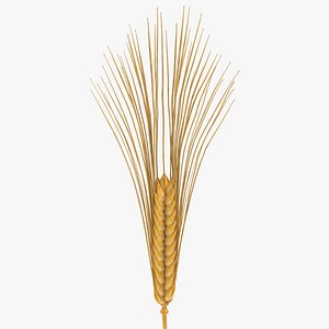 Wheat