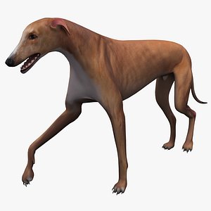3d model australian greyhound pose 2