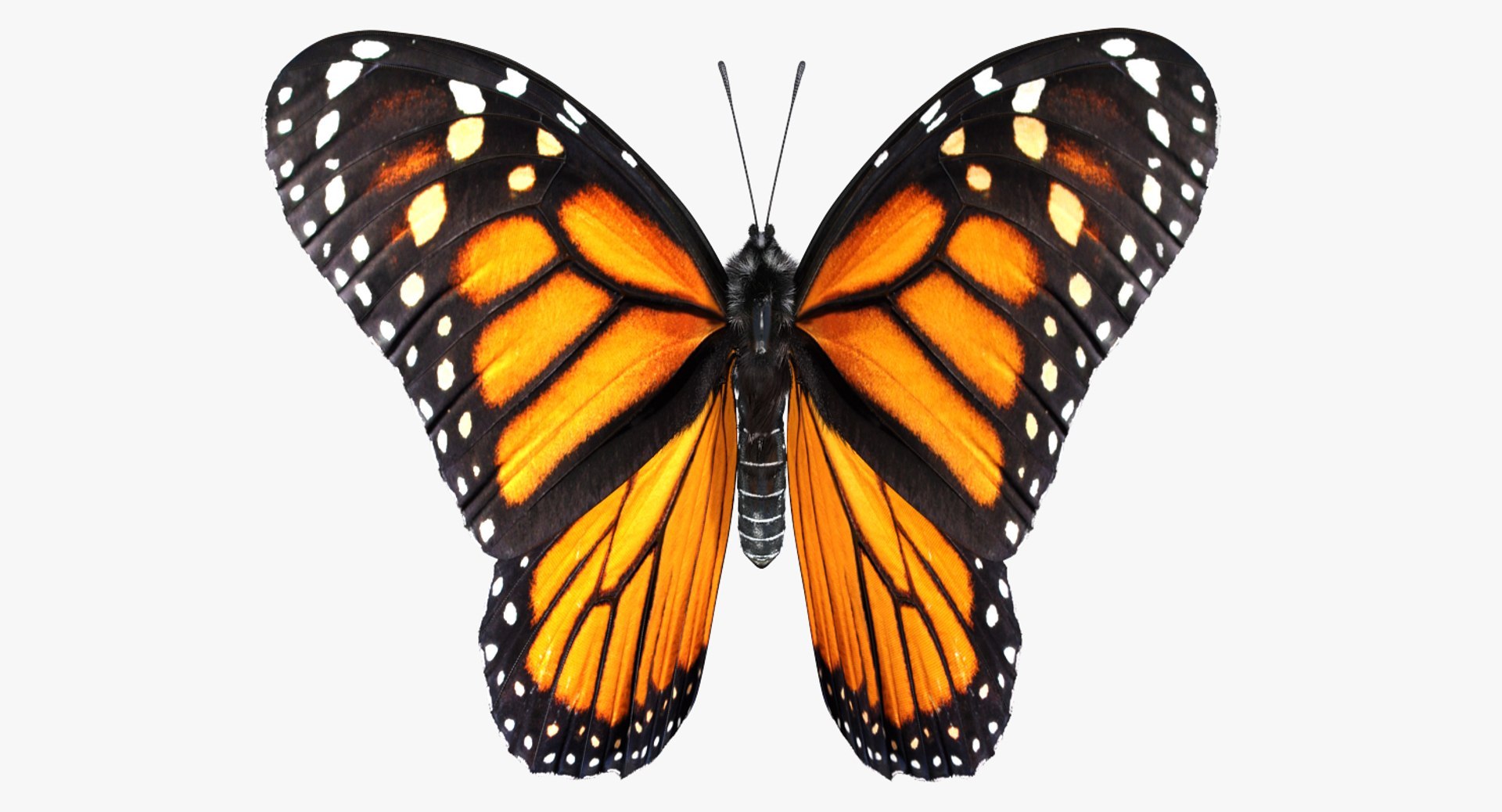 3D Butterflies Fur Collection 2 model https://p.turbosquid.com/ts-thumb/jI/Qn9k1V/LH/butterflies_fur_collection_2_008/jpg/1782631935/1920x1080/fit_q87/d373d11b3dd4fb0a0f9a26c6378fccf4acac0a2d/butterflies_fur_collection_2_008.jpg