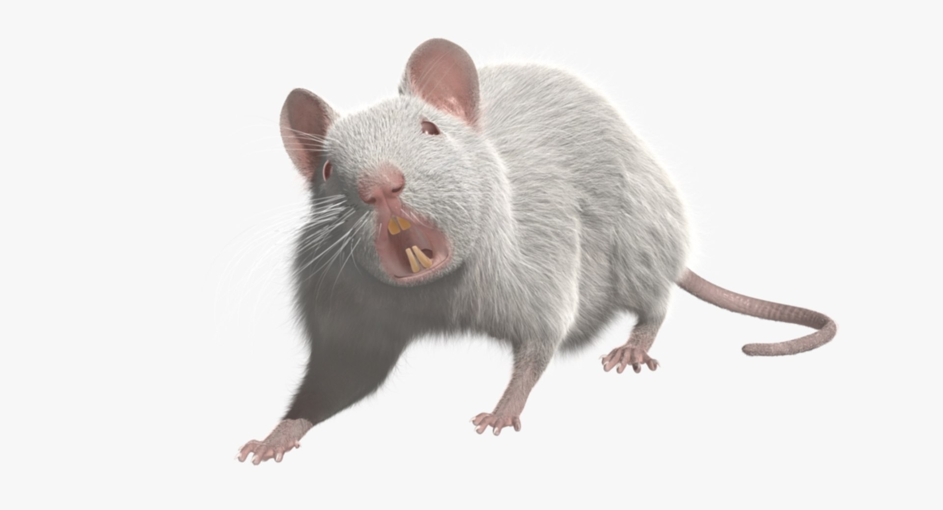 3d model white rat https://p.turbosquid.com/ts-thumb/jI/YRAgsG/0ddzR6oW/rp01/jpg/1470655753/1920x1080/fit_q87/da0b88e51c4e98fb98720645c9f57f45fd494e78/rp01.jpg
