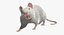 White Rat