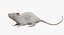 White Rat