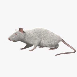 3d model white rat