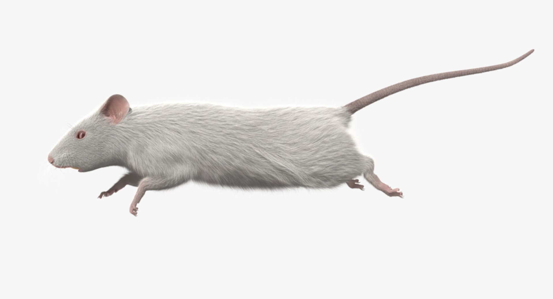 3d model white rat https://p.turbosquid.com/ts-thumb/jI/YRAgsG/48BupMFM/rp02/jpg/1470655753/1920x1080/fit_q87/1cf8b62825f43b81382eddf0651fd09700c8cf70/rp02.jpg
