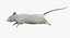 White Rat