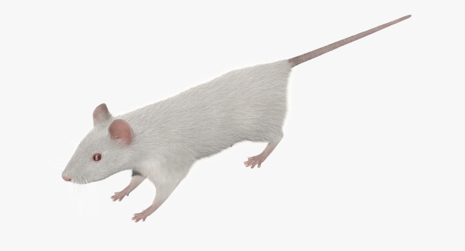 3d model white rat https://p.turbosquid.com/ts-thumb/jI/YRAgsG/GdOVrold/r00/jpg/1470655753/1920x1080/fit_q87/56039cab0898424666ca829d836766af662e0d94/r00.jpg
