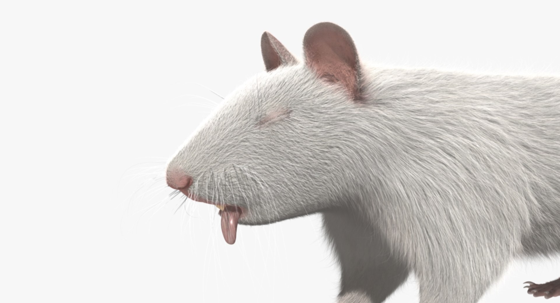 3d model white rat https://p.turbosquid.com/ts-thumb/jI/YRAgsG/HOfub3ce/rp09/jpg/1470655753/1920x1080/fit_q87/32f4fe593a302b78bce10e8fbb5056f3f184aa66/rp09.jpg