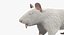 White Rat