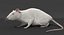White Rat