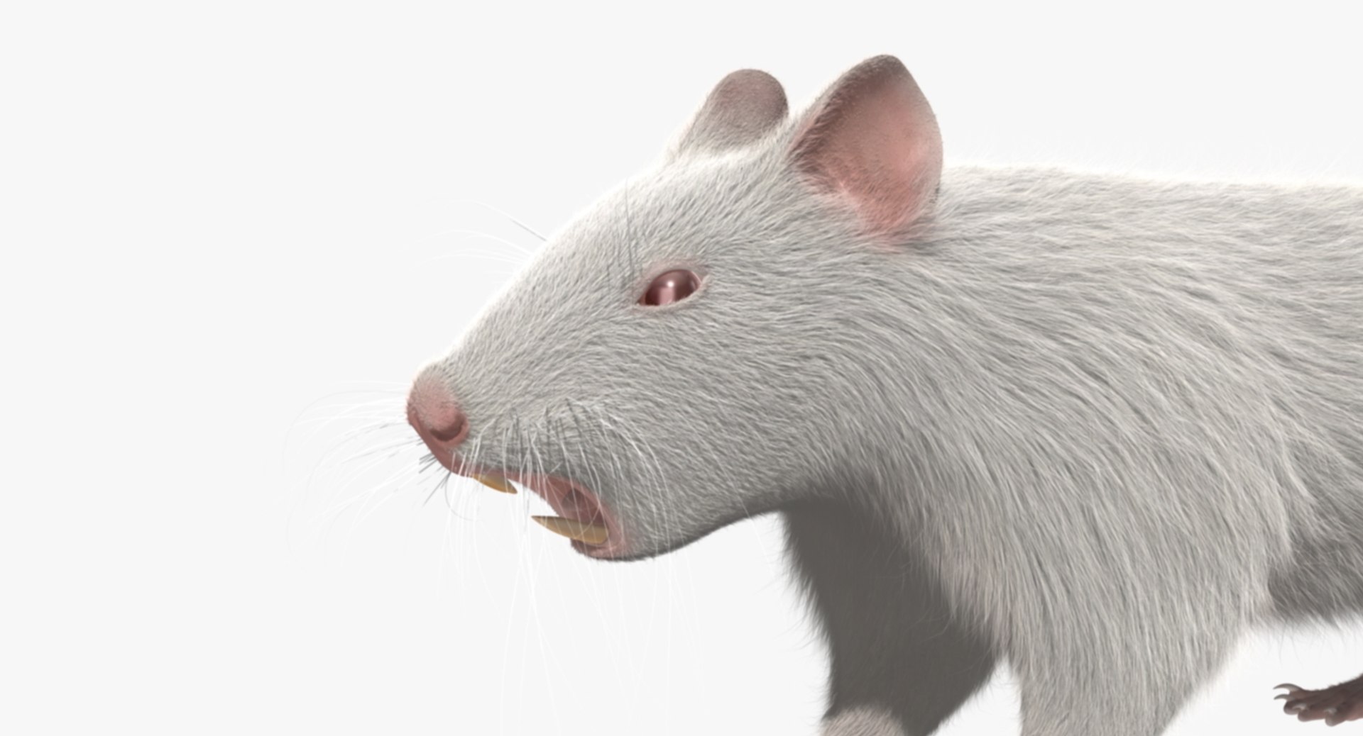 3d model white rat https://p.turbosquid.com/ts-thumb/jI/YRAgsG/VjzuP0uL/rp10/jpg/1470655753/1920x1080/fit_q87/0fe86632357387075257e1dfa8f8557d21c87a89/rp10.jpg