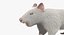 White Rat