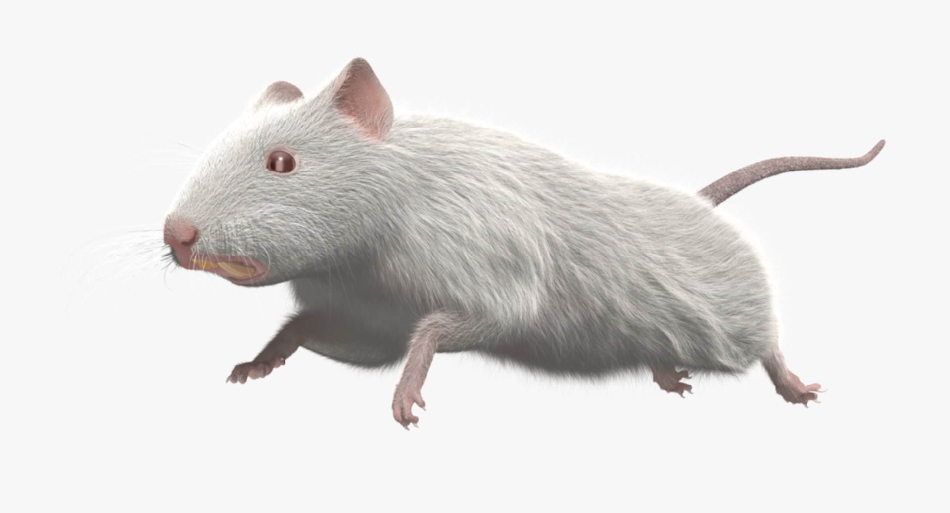 3d model white rat https://p.turbosquid.com/ts-thumb/jI/YRAgsG/ZgZg6obt/rp03/jpg/1470655753/1920x1080/fit_q87/204e4c9229c42640488cf3b33b4f770dac096fe0/rp03.jpg