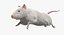 White Rat