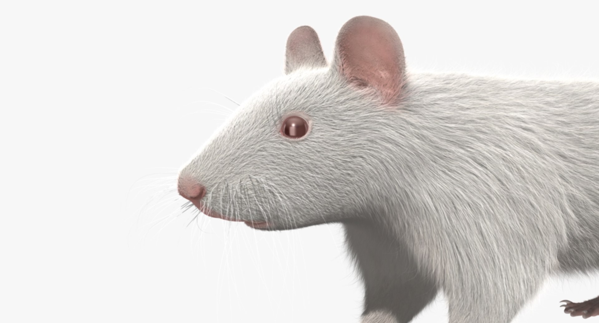 3d model white rat https://p.turbosquid.com/ts-thumb/jI/YRAgsG/hvqD76wo/rp08/jpg/1470655753/1920x1080/fit_q87/2223b39661853c298b90ad5a85cabc6cbd4bc41e/rp08.jpg