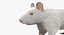 White Rat