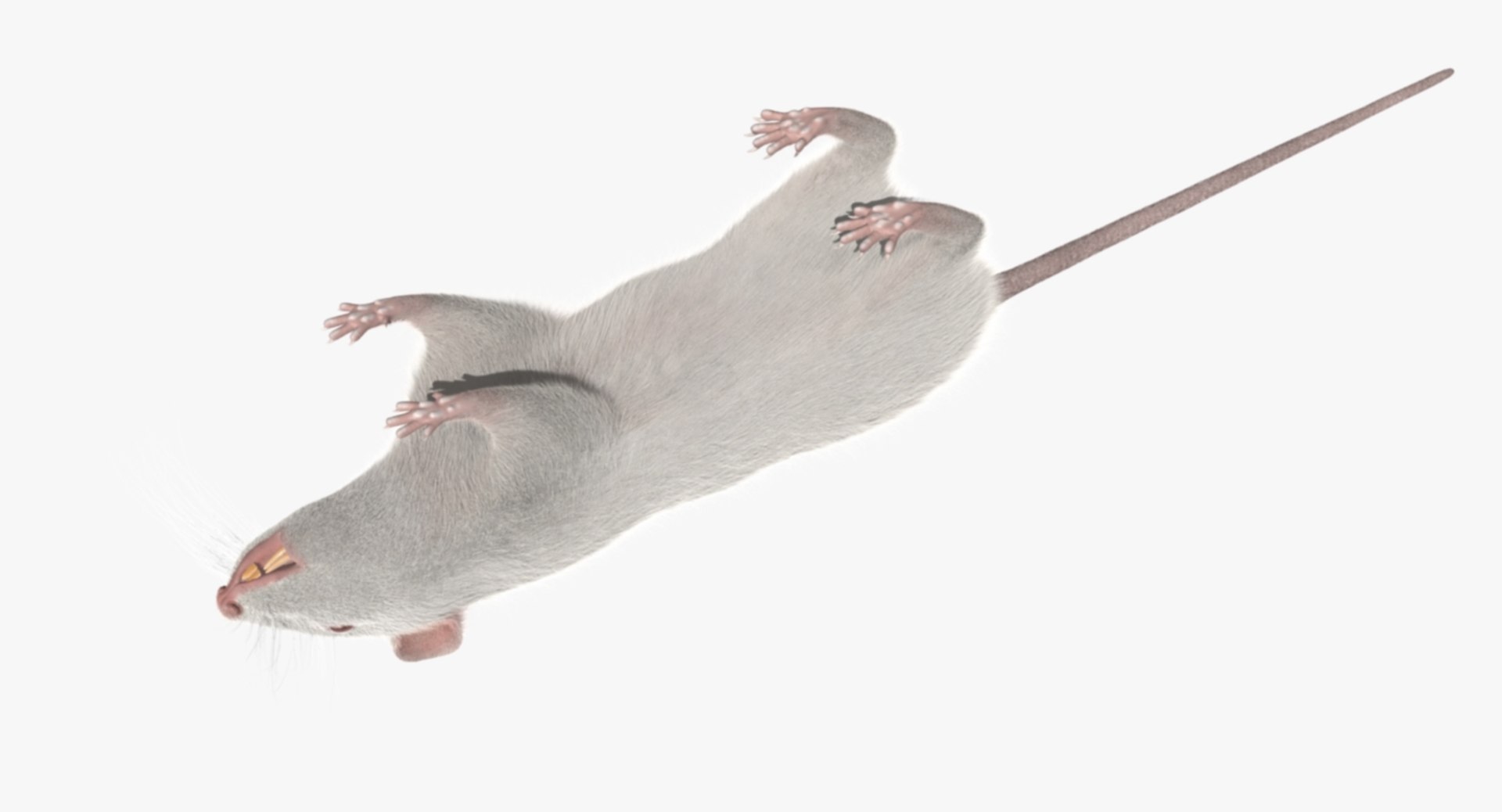 3d model white rat https://p.turbosquid.com/ts-thumb/jI/YRAgsG/lLJyfyeD/r00f/jpg/1470656363/1920x1080/fit_q87/d7e70e031b948834671a5aef3824e6e4ed1dd71f/r00f.jpg