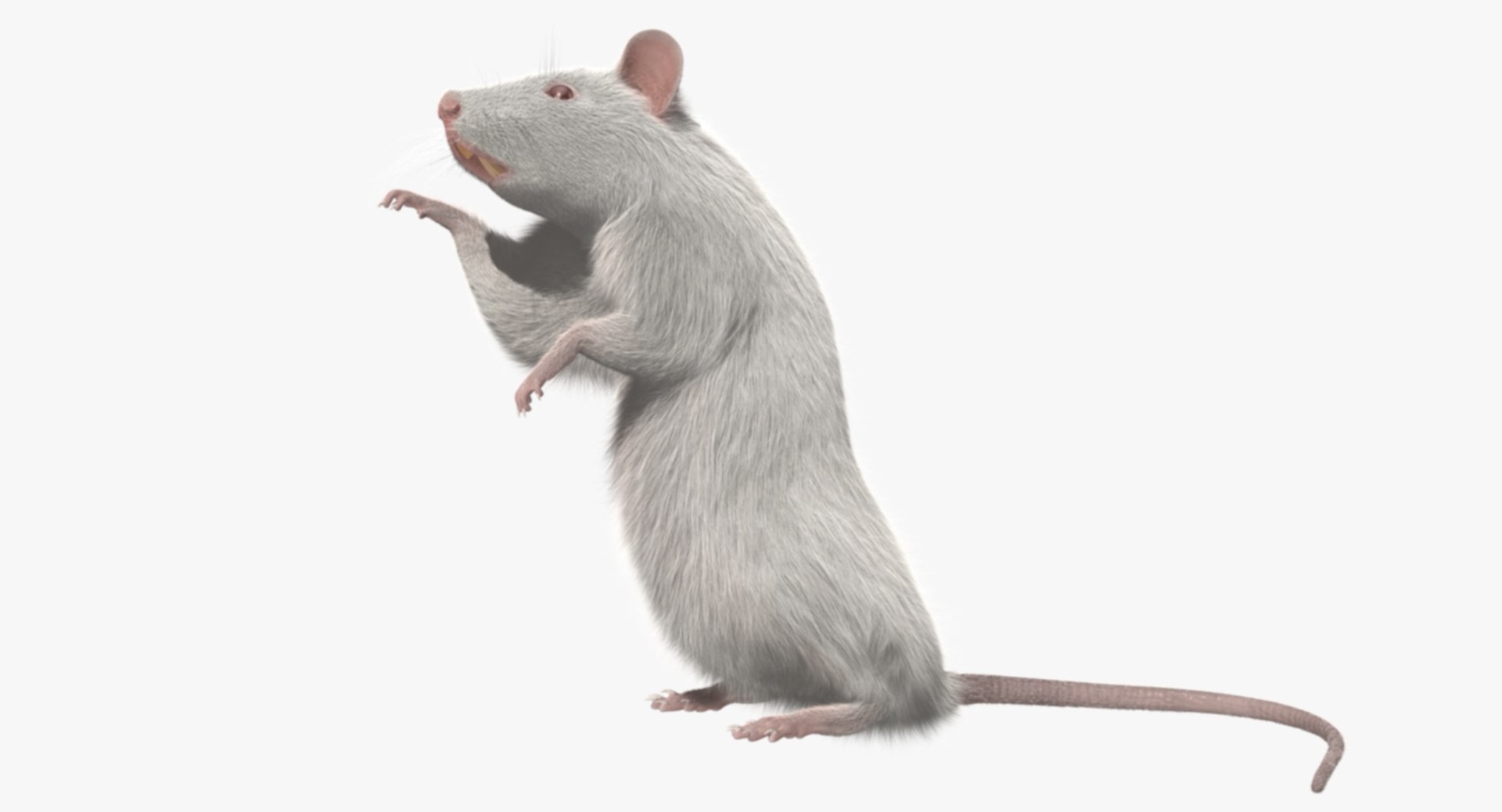 3d model white rat https://p.turbosquid.com/ts-thumb/jI/YRAgsG/oVoIjQOw/rp04/jpg/1470655753/1920x1080/fit_q87/fe4dc37c9f4e2688386231a59c2228a43c3ae67d/rp04.jpg