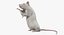 White Rat