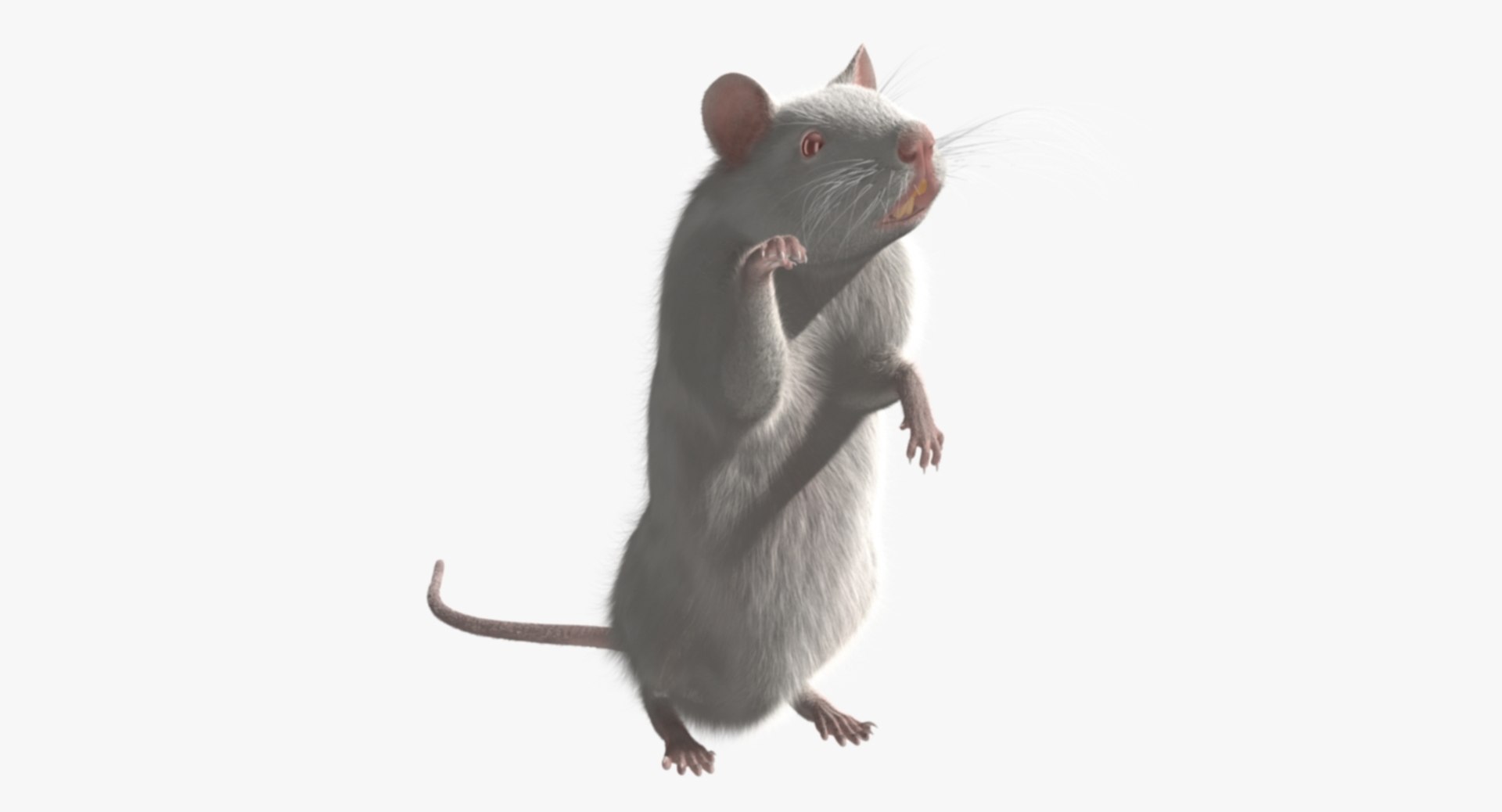 3d model white rat https://p.turbosquid.com/ts-thumb/jI/YRAgsG/onsjY4gC/rp05/jpg/1470655753/1920x1080/fit_q87/5007d6c2869ea385d293b0e53ab2e04ea219b24b/rp05.jpg
