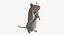 White Rat