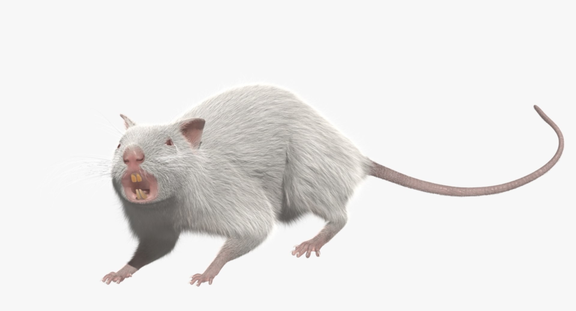 3d model white rat https://p.turbosquid.com/ts-thumb/jI/YRAgsG/qEjEkTq5/rp06/jpg/1470655753/1920x1080/fit_q87/d35a2b710e85aa9bfe5edeb5f68d3d03078536fb/rp06.jpg