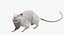 White Rat