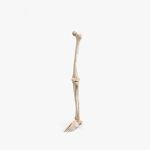 bone leg le 3D