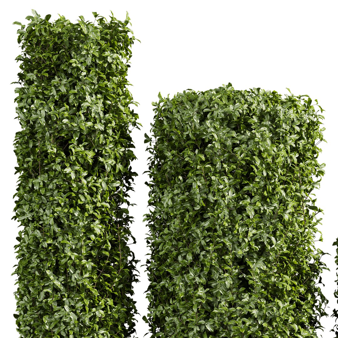 3D plant vol 996 -  ivy - laurus - nobilis - bush https://p.turbosquid.com/ts-thumb/jI/ZzipHc/HQ/2/jpg/1787415843/1920x1080/fit_q87/2eba3c5857be559b0dd158ba172f2b8745c5d480/2.jpg