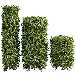 3D plant vol 996 -  ivy - laurus - nobilis - bush