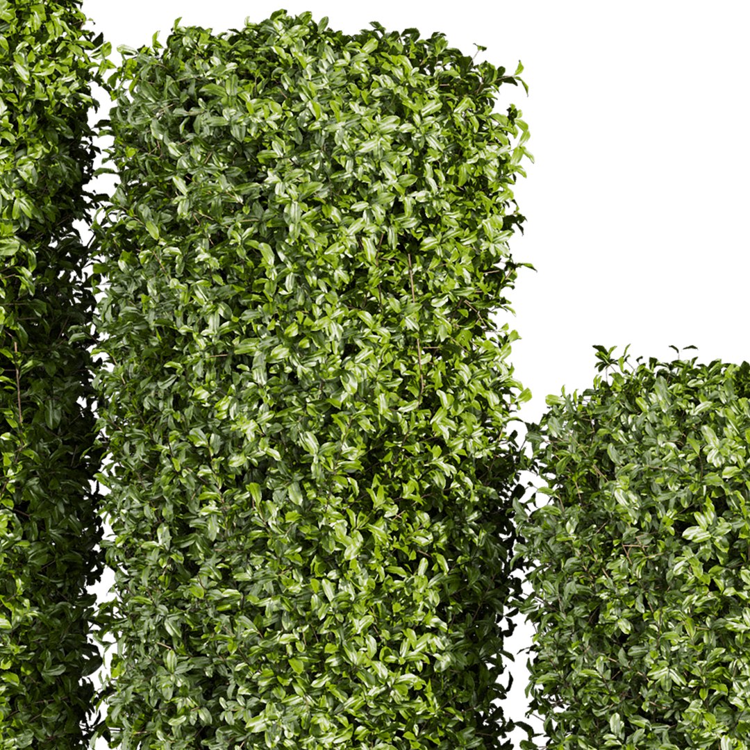 3D plant vol 996 -  ivy - laurus - nobilis - bush https://p.turbosquid.com/ts-thumb/jI/ZzipHc/U9/5/jpg/1787415846/1920x1080/fit_q87/36d3a0ae81bd7f4d9370a3ad74747e27bed054fa/5.jpg