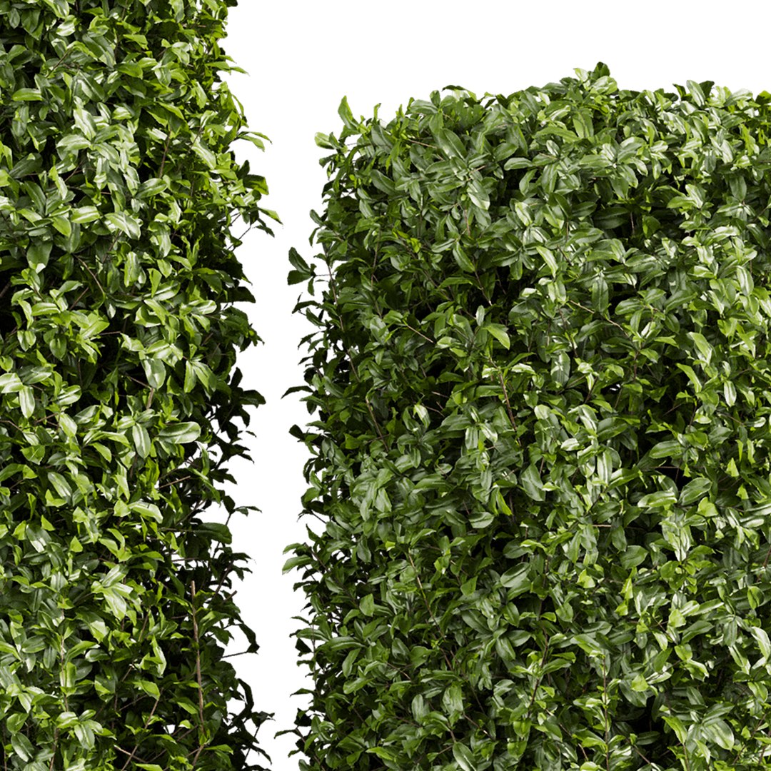 3D plant vol 996 -  ivy - laurus - nobilis - bush https://p.turbosquid.com/ts-thumb/jI/ZzipHc/VP/4/jpg/1787415845/1920x1080/fit_q87/6a96e7f84434189786e3987666c548d0bea8c574/4.jpg