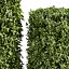 pianta vol 996 - edera - laurus - nobilis - cespuglio