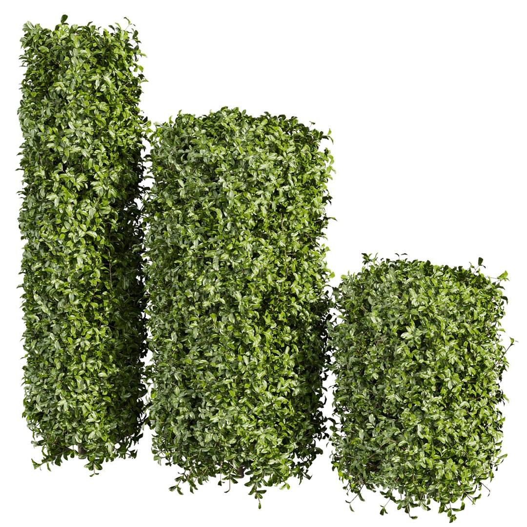3D plant vol 996 -  ivy - laurus - nobilis - bush https://p.turbosquid.com/ts-thumb/jI/ZzipHc/we/3/jpg/1787415843/1920x1080/fit_q87/5a1af7df891f9382ba6afb2b4075c3aded762596/3.jpg