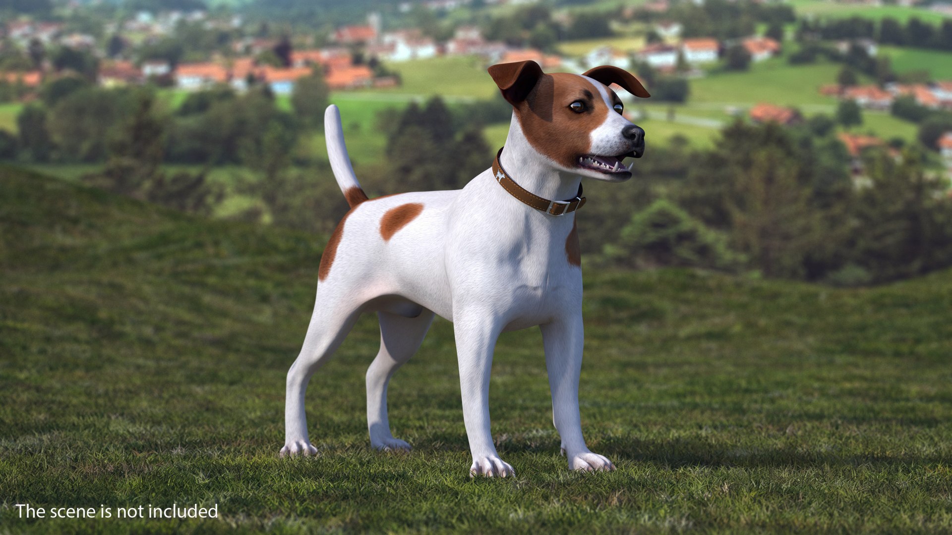 Spotted Jack Russell Terrier 3D model preview