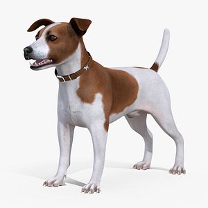 Spotted Jack Russell Terrier