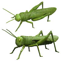Rigged Green Grasshopper