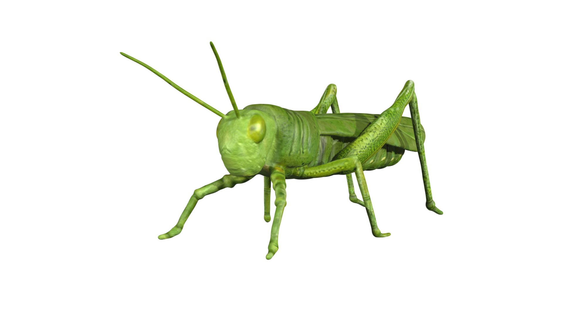 3d Rigged Green Grasshopper - Turbosquid 1775168