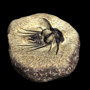 horned trilobite fossil 3d model