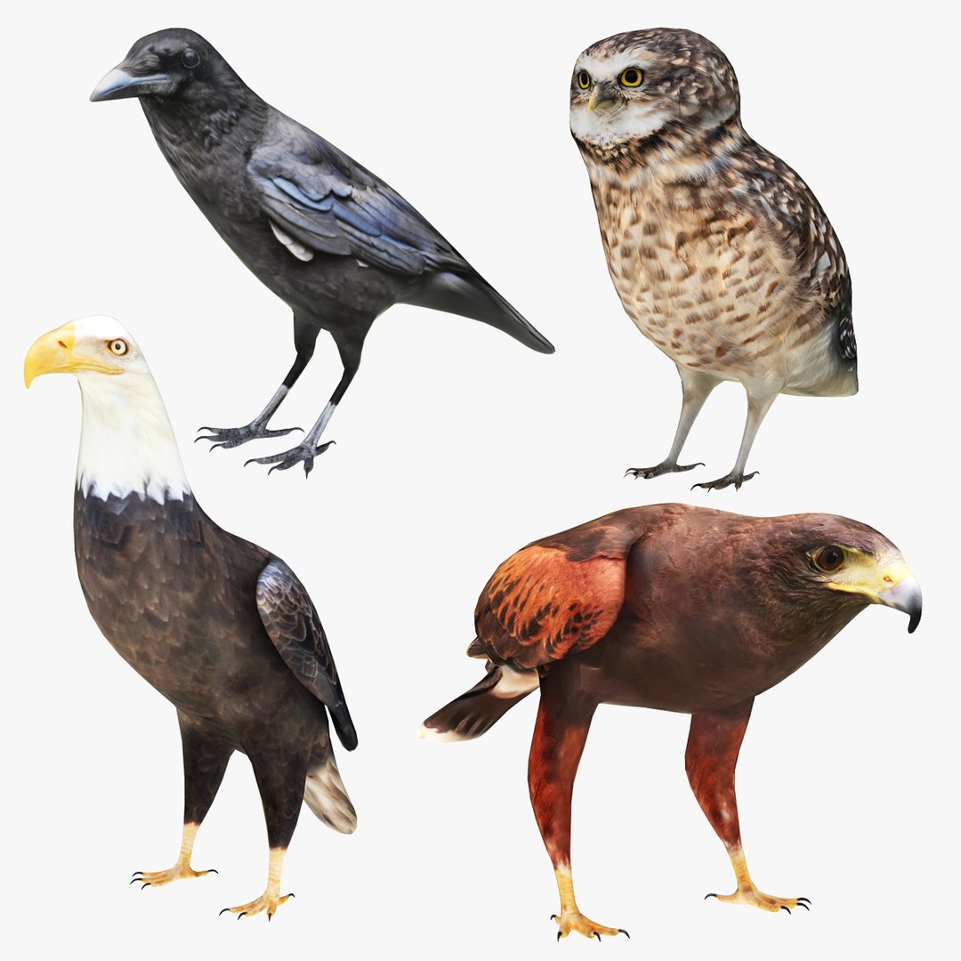 3D Wild Birds 4 In 1 Collection Model - TurboSquid 2339239