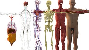 AnatomyFileReady 3D