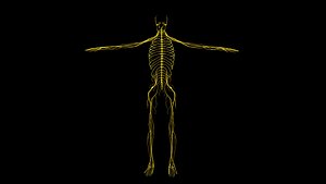 Nervous System