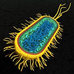 Bacterial Cell Structure