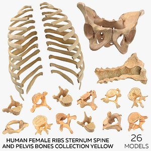 Human Female Ribs Sternum Spine and Pelvis Bones Collection Yellow - 26 models