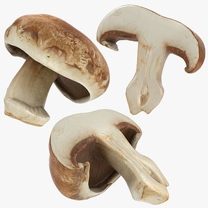 Portobello Mushroom Set 3D model