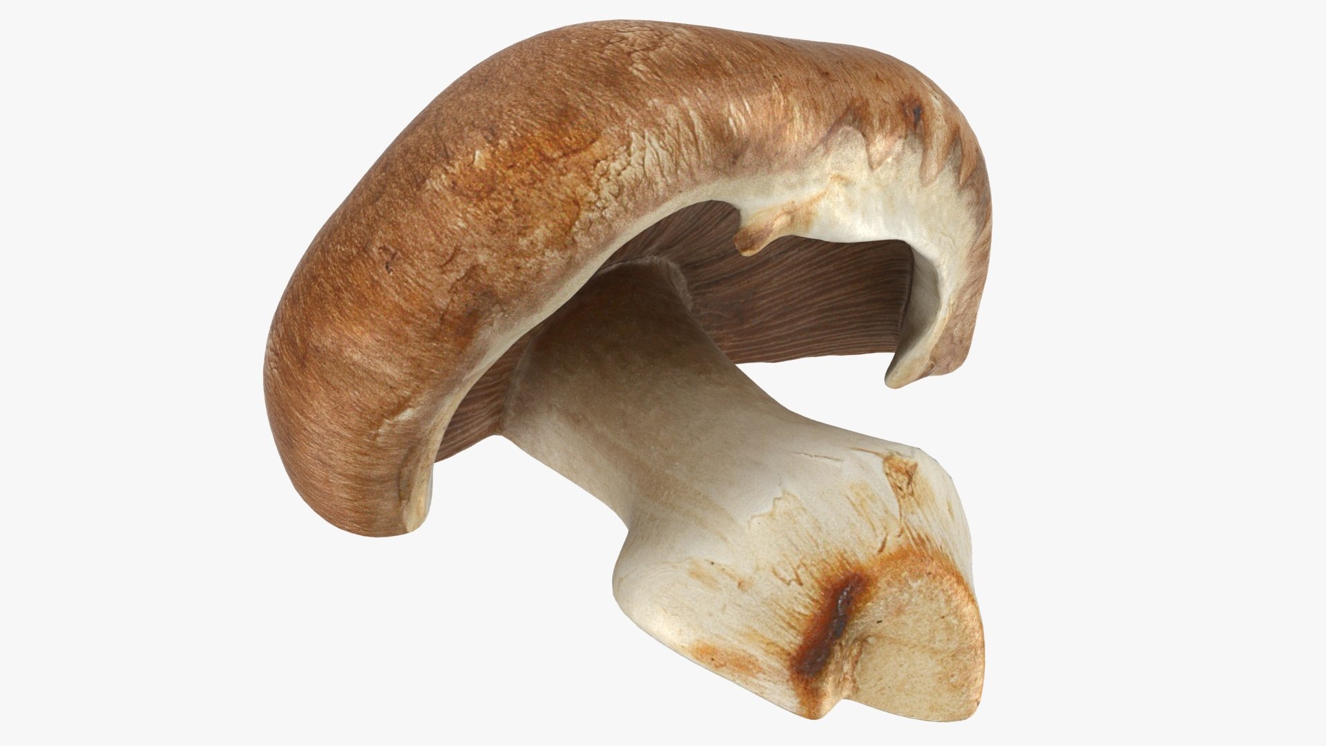 PortobelloMushroomSet 3D model https://p.turbosquid.com/ts-thumb/jJ/Xczq0P/kl/26/jpg/1618549023/1920x1080/fit_q87/2d0cb70f44cdc1ffb5b5c4472be21e28ec971965/26.jpg