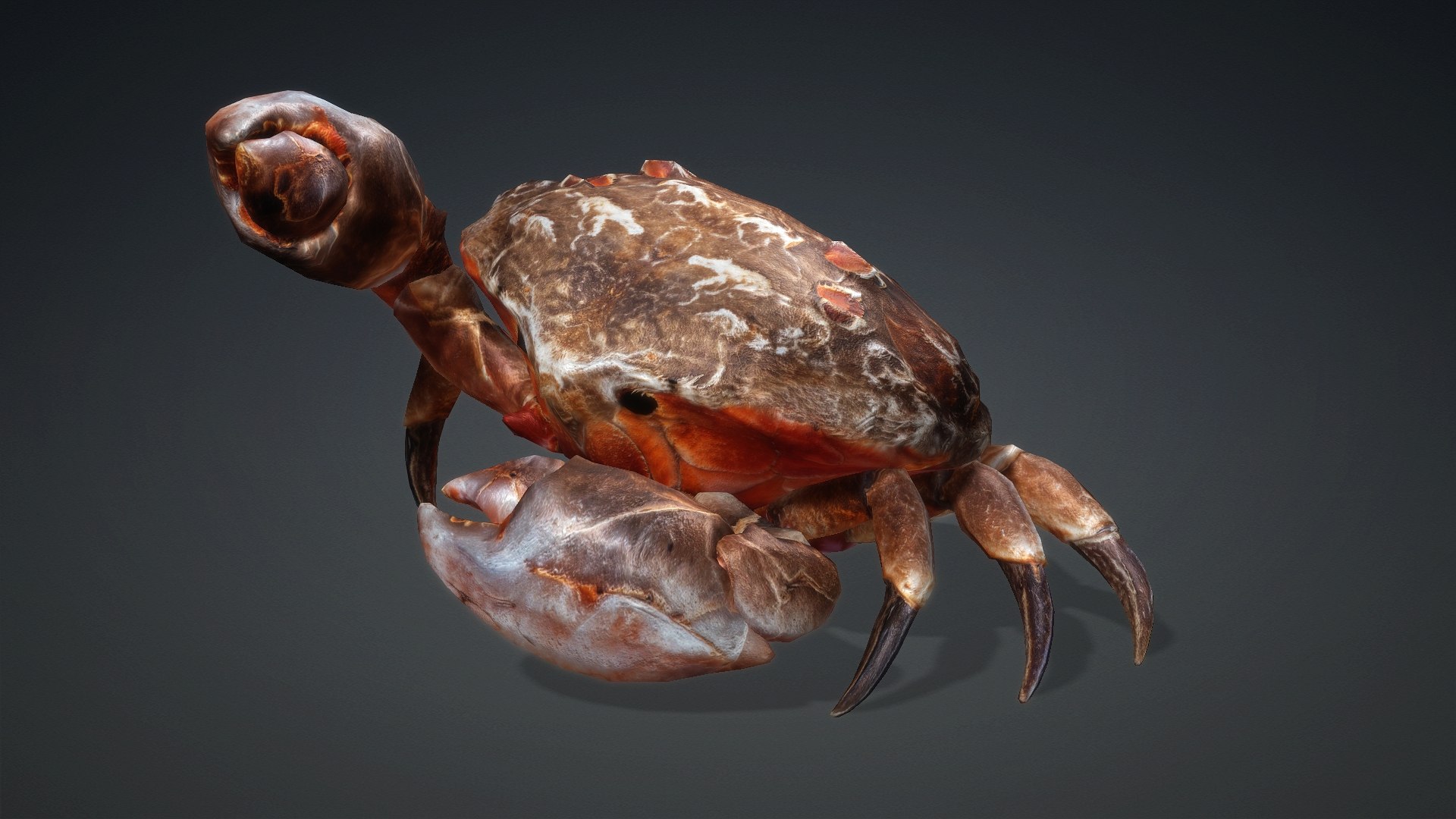 3D Crab Monster-V1b https://p.turbosquid.com/ts-thumb/jJ/ZqFfbC/wu/preview6/jpg/1769138947/1920x1080/fit_q87/420e9b78a21d242f448023f857f6598837d2cf2a/preview6.jpg