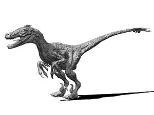 Velociraptor