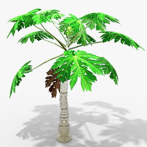 Papaya Plant