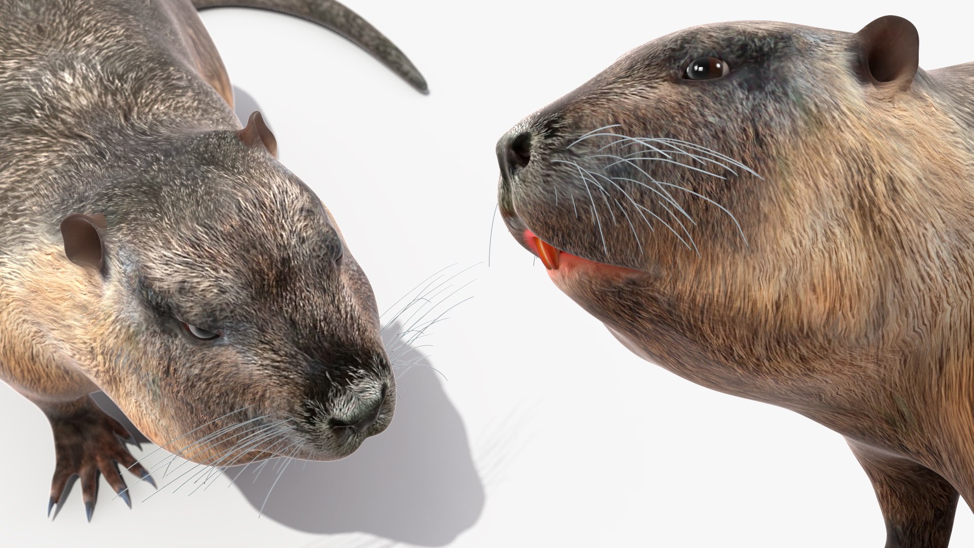 Nutria in a Sitting Pose 3D model - TurboSquid 2181321