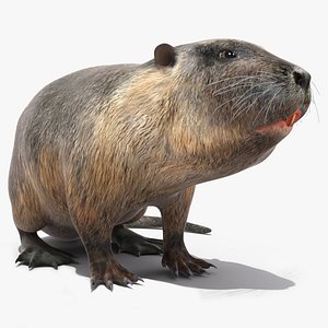 Nutria in a Sitting Pose